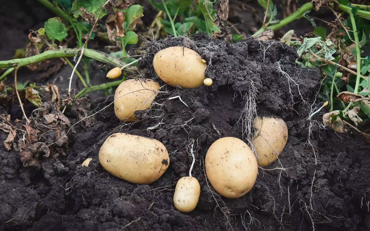 В Ростовской области в 2023 году резко снизился урожай картофеля