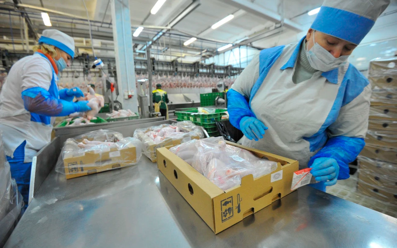 Бизнесмен в Ростовской области всего из 3 кг получил 3 тонны цыплят-бройлеров