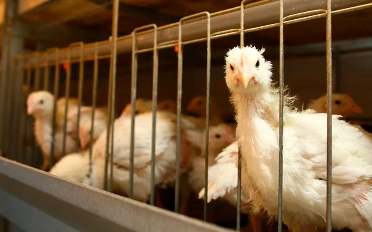 Минсельхоз предложил временно запретить экспорт отдельных видов мяса птицы и яиц
