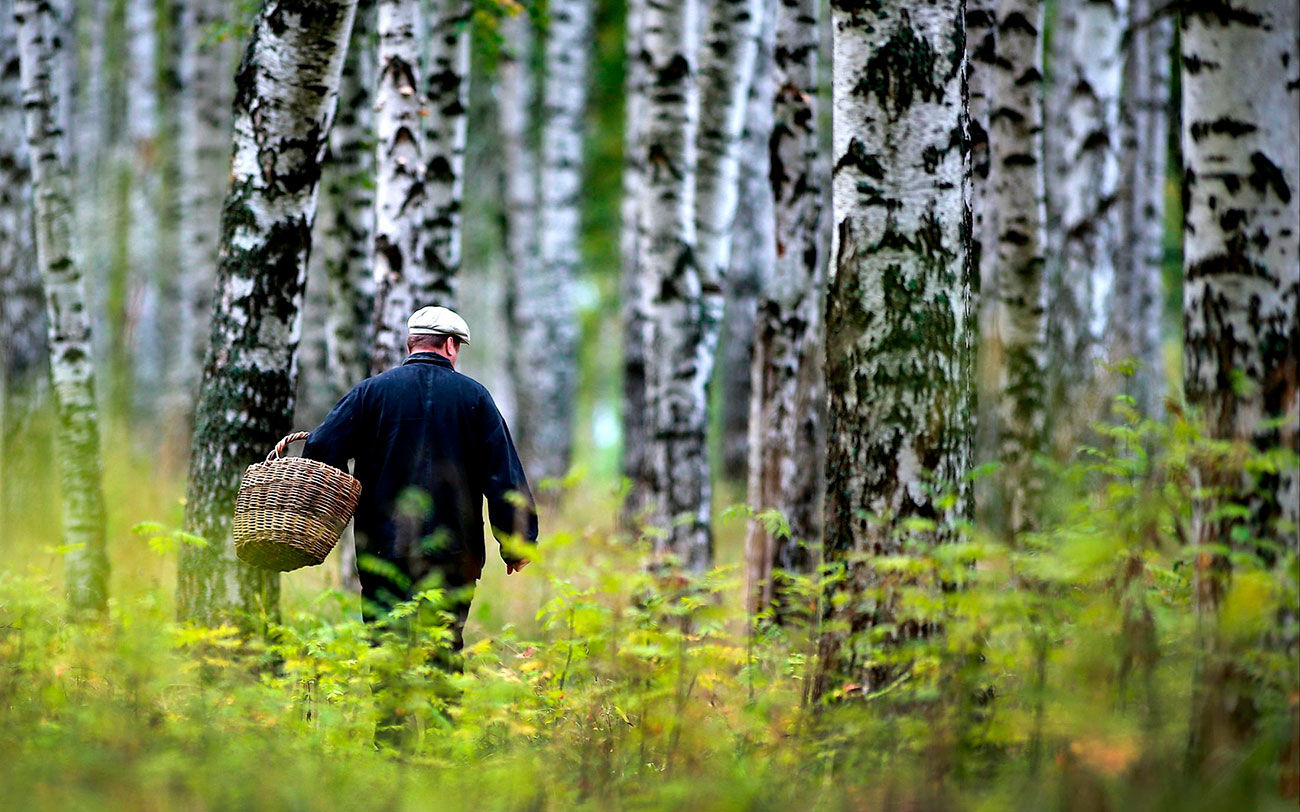 В России вступила в силу статья УК о тюремных сроках за сбор редких грибов