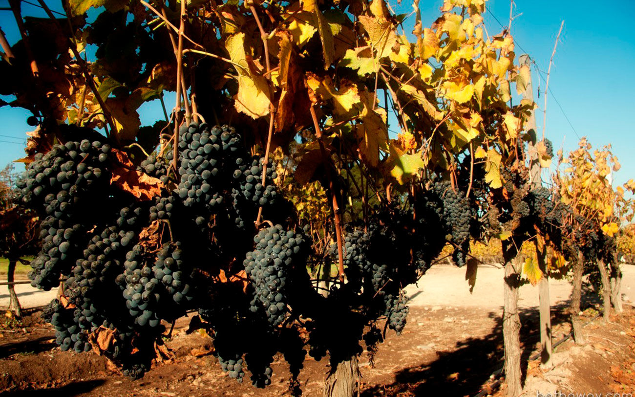 В Ростовской области намерены вдвое увеличить площадь виноградников в 2024 году