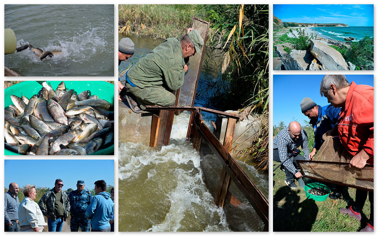 Ростовская АЭС выпустила в Цимлянское водохранилище почти 1 миллион рыб-мелиораторов